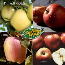 Here are some fruit trees that need low chill hours: Multi Graft 4 N 1 Low Chill Apple Tree Anna Fuji Dorsett Golden Gordon Bob Wells Nursery