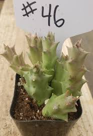 Image result for Huernia