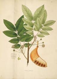 Image result for Xylia torreana