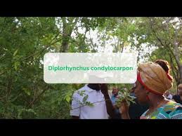 Image result for Diplorhynchus