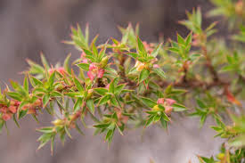 Image result for Cliffortia