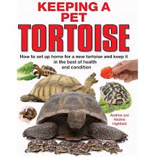 Because of these preferable housing arrangements, pet tortoises are best suited for areas with milder climates. Keeping A Pet Tortoise Tortoise Centre