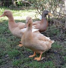 Ducks for sale & rehome in uk. Buff Orpington Ducks Photo By Zoe Brodie James Duck Breeds Pet Ducks Duck And Ducklings