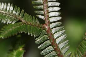 Image result for Selaginella eublepharis