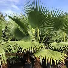 Image result for Washingtonia filifera
