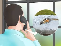 While tv typically portrays chipmunks as cute, many gardeners know that these small rodents can be as destructive as their larger cousin, the squirrel. 3 Ways To Get Rid Of Chipmunks Wikihow