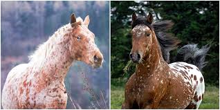 The appaloosa, the world's oldest identifiable breed of horse. A Guide To Understanding Appaloosa Horse Coat Genetics