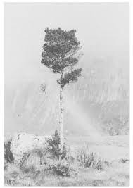 Image result for Helichrysum whyteanum