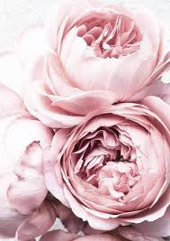 Peony Poster Rozen Pioenrozen Roze Bloemen