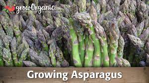 To prepare, first wash asparagus in cool running water. Growing Organic Asparagus From Root Crowns Youtube