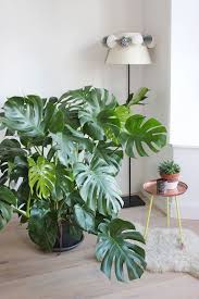 27 Come After This If You Want Make Beautiful Home Plant For Indoor Decorations Monstera Deliciosa Plants Monstera