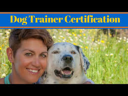 Dog Trainer Certification