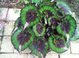Begonia Harmony S Christmas Cheer Plants Bonsai Flower Begonia