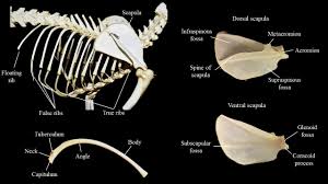 In most tetrapods, ribs surround the chest, enabling the lungs to expand and thus facilitate breathing by. Cat Scapula Ribs Atlas Of Comparative Vertebrate Anatomy