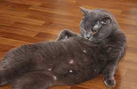 skolko soskov dolzhno byt u koshki i kota osobennosti stroeniya normalnye pokazateli i otkloneniya ot normy