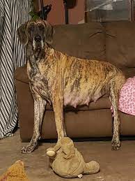 Click here to be notified when new great dane puppies are listed. Great Dane Puppies For Sale Mora Mn 317571 Petzlover