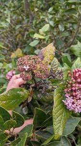 Image result for Rogiera amoena