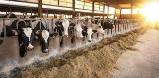 How Climate Change Will Affect Dairy Cows And Milk Production In The Uk New Study