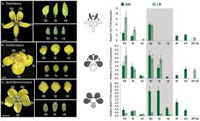 Image result for Tristellateia africana