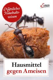 Hausmittel Gegen Ameisen In 2020 Hausmittel Gegen Ameisen Ameisen Im Haus Hausmittel