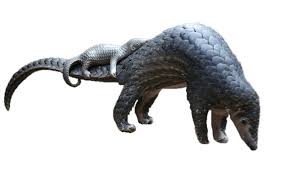 Meet the adorable baby pangolin who lives with her new caretaker.please like and subscribe if you enjoyed! Baby Pangolin On Mother S Tail Icons Png Free Png And Icons Downloads