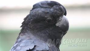 Banking không có bản dịch thêm bản dịch đoán. Verkauf Kakadus Papageienpark Parrot Park Heike Mundt