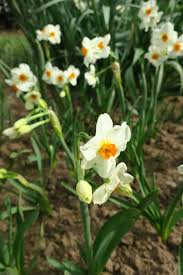 Chronica Domus Narcissus Cragford An Award Winning Heirloom Easter Flowers Flower Aesthetic Narcissus