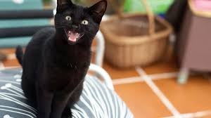 Is your cat up pacing and meowing all night? What Do The Different Cat Meows Mean