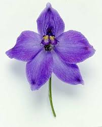 Valentine Flowers Larkspur Flowers Best Memorial Day Larkspur Flower Larkspur Tattoo July Birth Flower