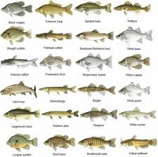 Learn English Vocabulary Through Pictures 100 Animal Names Eslbuzz Learning English Fish Chart Freshwater Fish Fresh Water