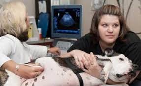 Falls road animal hospital baltimore, md 21209. Hospital Pet Near Me Off 78 Www Usushimd Com