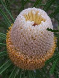 Can you pronounce this word better Banksia Hookeriana Wikipedia
