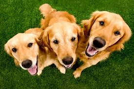 Image result for golden retrievers