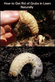 Pin On Mosquito Repelling Plants
