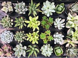 Our guide cover 50 of the most common types of succulents. 14 Cacti And Succulents Plants To Grow