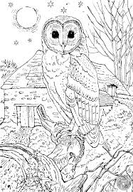 Barn Owl Colouring Page In 2020 Owl Coloring Pages Detailed Coloring Pages Animal Coloring Pages