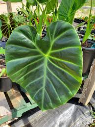 Image result for Remusatia