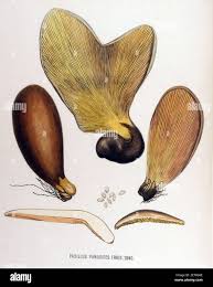 Image result for Paxillus panuoides