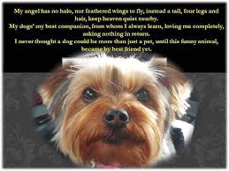 Dolly S Woofington Post My Photo Blog Yorkie Blog Photo Pet Birds