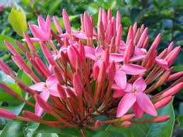 Image result for Ixora narcissodora