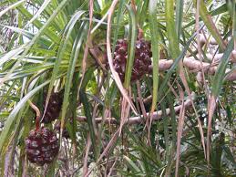 Image result for Pandanus chiliocarpus