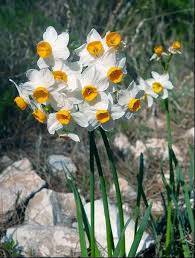 Daffodil Flowers How To Plant Grow And Care For Narcissus Bulbs Daffodils Narcissus Narcissus Bulbs