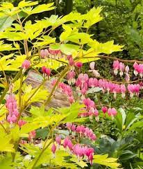 Noted For Its Brilliant Gold Leaves And Peach Colored Stems Dicentra Spectabilis Gold Heart B Bleeding Heart Flower Stock Photography Bleeding Heart Flower