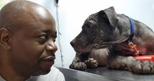 Bald dog gives sweetest look to kind man who saved his life