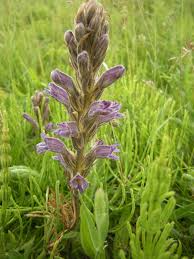 Image result for Orobanche