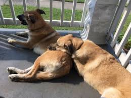 Check spelling or type a new query. Shepnees Dog Breed Information And Pictures