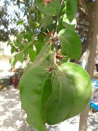 Image result for Englerina woodfordioides