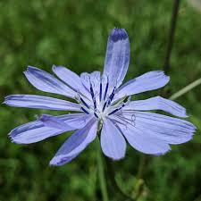 Image result for Cichorium