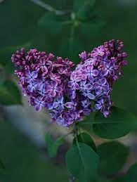 Lilac Lilac Flowers Beautiful Flowers Purple Flowers