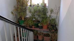 Sie behalten ihr blattwerk in der winterzeit. Baume Und Straucher Uberwintern Gartennatur